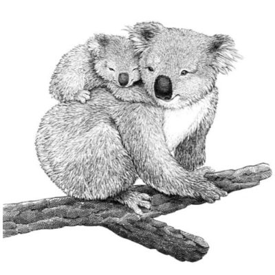 Koalák - csempematrica