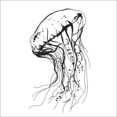 Medúza csempematrica